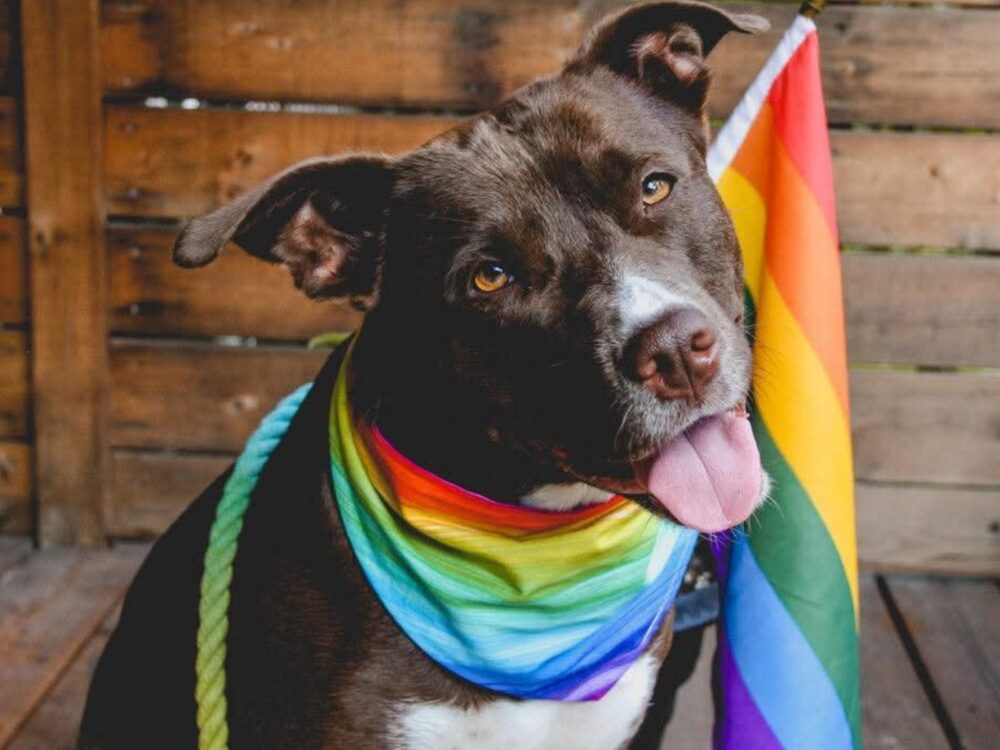 A mixed-breed brown and white dog wears a rainbow flag.